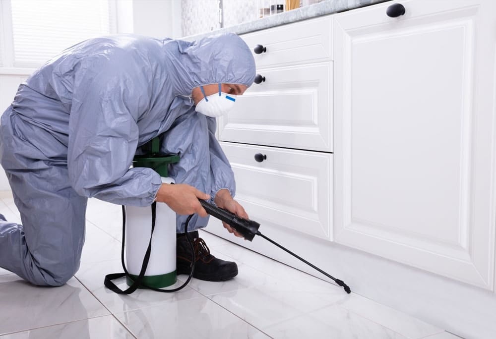 5 Langkah Efektif Memilih Jasa Pest Control yang Ramah Lingkungan dan Aman untuk Hewan