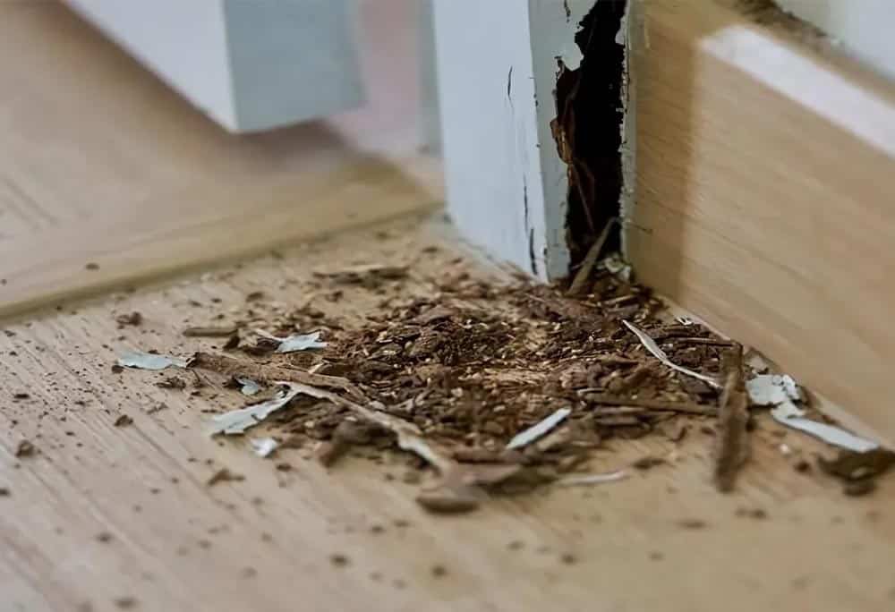 7 Tanda Tersembunyi Rumah Anda Sedang Diinvasi oleh Koloni Rayap