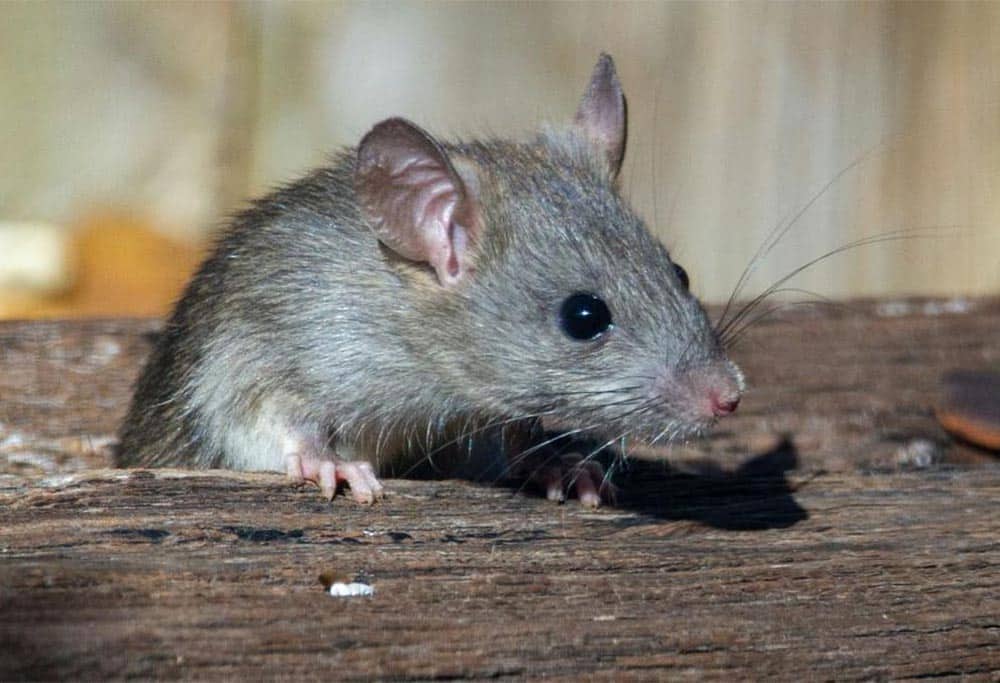 Bahaya Tikus Atap bagi Instalasi Kabel Rumah dan Risiko Kebakaran